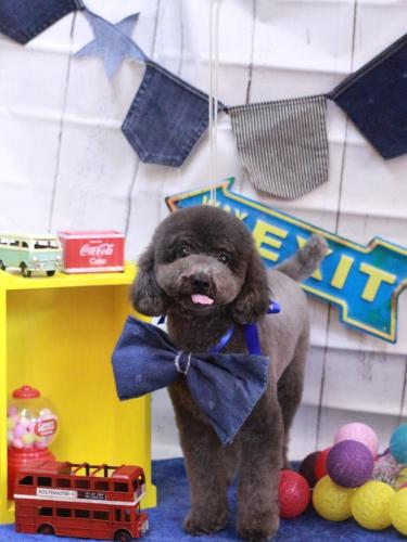 20230405Chipiちゃん